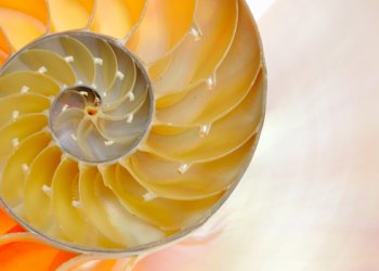 Schnecke symbolisiert Unterbewusstsein