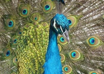 Der Pfau (Pincha Mayurasana))